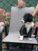 Border Collie For Sale Fredericksburg OH Female-Bree