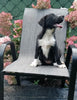 Border Collie For Sale Fredericksburg OH Female-Bree