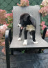 Border Collie For Sale Fredericksburg OH Female-Bree