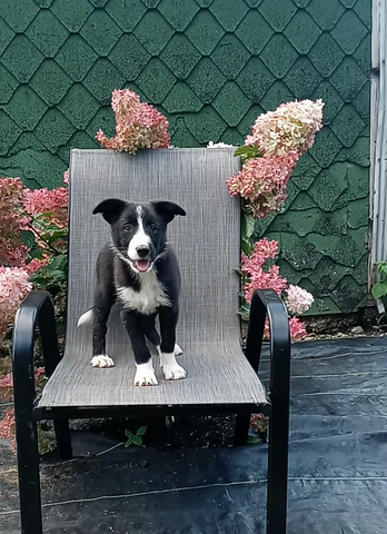 Border Collie For Sale Fredericksburg OH Female-Bailey