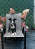 Border Collie For Sale Fredericksburg OH Female-Bailey