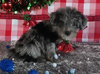 Jackapoo For Sale Wooster OH Female-Lucinda