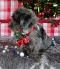 Jackapoo For Sale Wooster OH Female-Lucinda