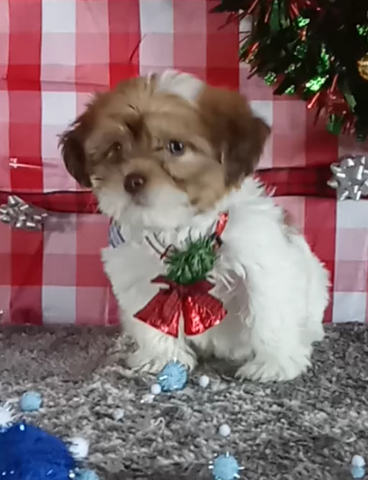 Teddy Bear For Sale Wooster OH Male-Kyle