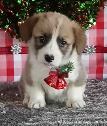 Pembroke Welsh Corgi For Sale Wooster OH Male-Monte