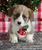 Pembroke Welsh Corgi For Sale Wooster OH Male-Monte