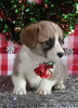 Pembroke Welsh Corgi For Sale Wooster OH Male-Monte