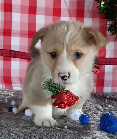 Pembroke Welsh Corgi For Sale wooster OH Male-Mikey