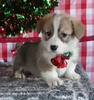 Pembroke Welsh Corgi For Sale Wooster OH Male-Mitchell