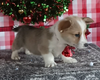 Pembroke Welsh Corgi For Sale Wooster OH Male-Milo