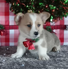 Pembroke Welsh Corgi For Sale Wooster OH Male-Milo