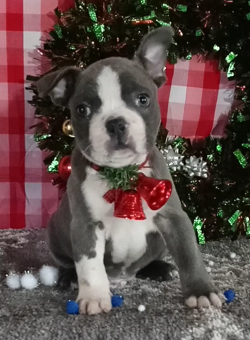 Frenchtown For Sale Wooster OH Male-Andre