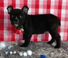 Frenchton For Sale Wooster OH Male-Anthony