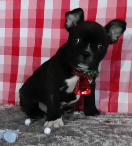 Frenchton For Sale Wooster OH Male-Anthony