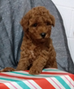 ICA Registered Mini Poodle Dundee OH Female-Noel
