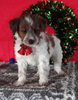 Mini Aussiedoodle For Sale Wooster OH Male-Arlo