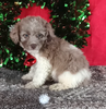 Mini Aussiedoodle For Sale Wooster OH Male-Andy