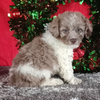 Mini Aussiedoodle For Sale Wooster OH Male-Andy
