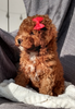ICA Registered Mini Poodle For Sale Dundee OH Male-Dasher