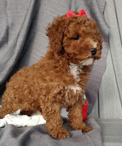 ICA Registered Mini Poodle For Sale Dundee OH Male-Dasher