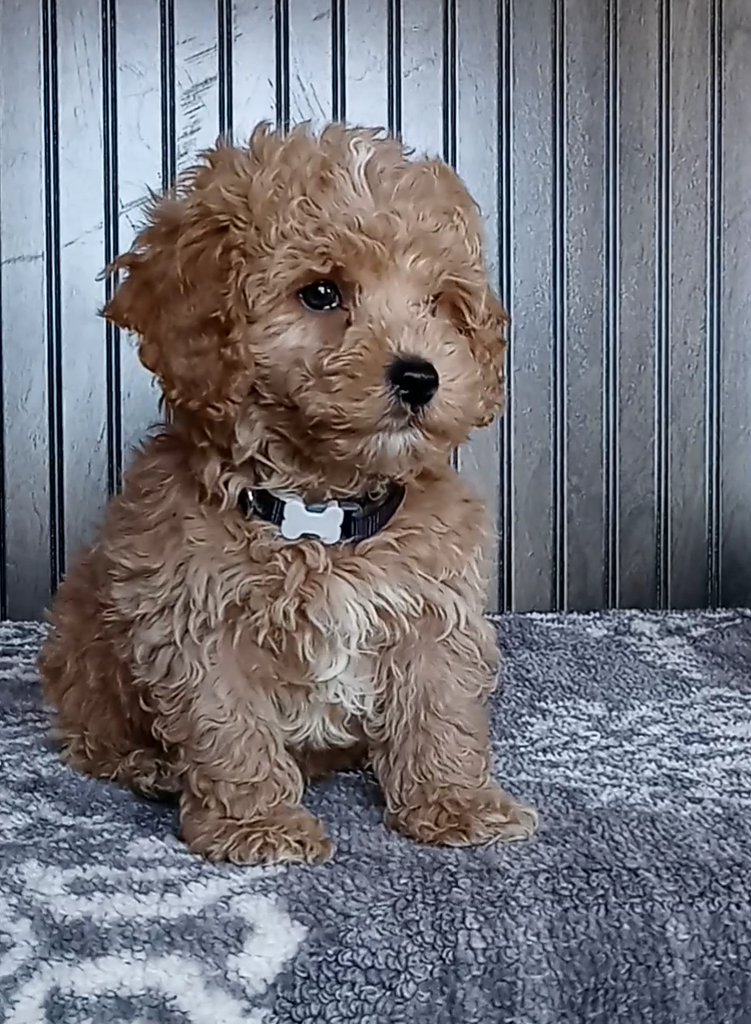 Mini Poodle For Sale Wooster OH Male Paul AC Puppies LLC mini-poodle-for-sale-wooster-oh-male-paul-ac-puppies-llc