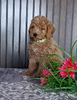 Mini Poodle For Sale Wooster OH Male-Pete