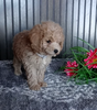 Mini Poodle For Sale Wooster OH Female-Pansy