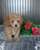 Mini Poodle For Sale Wooster OH Male-Perry