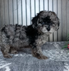 Mini Poodle For Sale Wooster OH Female-Polly