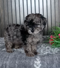 Mini Poodle For Sale Wooster OH Female-Polly