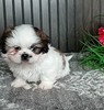AKC Registered Shih-Tzu For Sale Wooster OH Male-Sammy