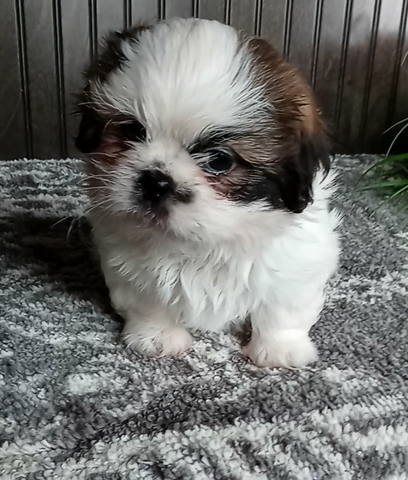 AKC Registered Shih-Tzu For Sale Wooster OH Male-Sammy