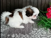 AKC Registered Shih-Tzu For Sale Wooster OH Male-Sammy