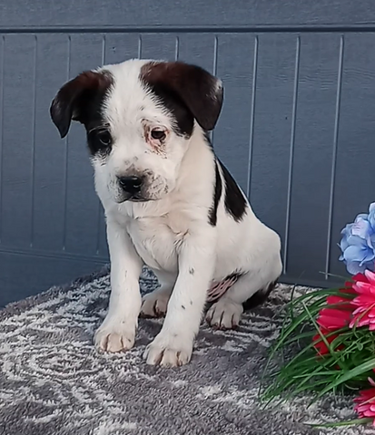 Bernese Mix For Sale Wooster OH Male-Robert