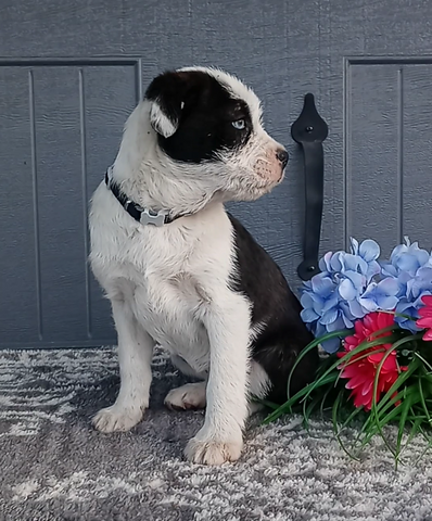 Bernese Mix For Sale Wooster OH Female-Rachel