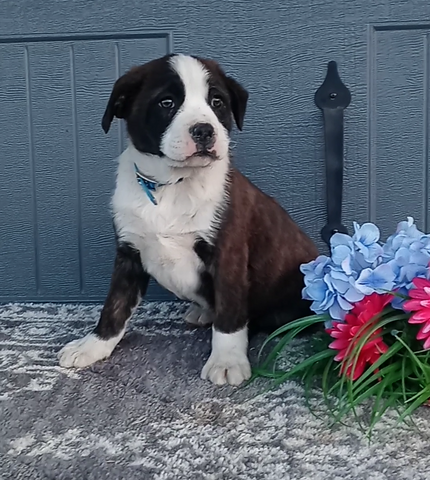 Bernese Mix For Sale Wooster OH Male-Lenny