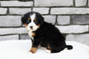 AKC Registered Bernese Mountain Dog For Sale Brinkhaven, OH Female- Serene