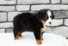 AKC Registered Bernese Mountain Dog For Sale Brinkhaven, OH Female- Serene