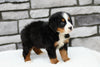 AKC Registered Bernese Mountain Dog For Sale Brinkhaven, OH Female- Serene
