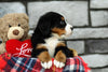 AKC Registered Bernese Mountain Dog For Sale Brinkhaven, OH Female- Serene