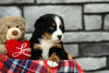AKC Registered Bernese Mountain Dog For Sale Brinkhaven, OH Female- Serene