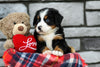 AKC Registered Bernese Mountain Dog For Sale Brinkhaven, OH Female- Serene