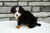 AKC Registered Bernese Mountain Dog For Sale Brinkhaven, OH Female- Serene