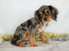 AKC Registered Cavalier King Charles Spaniel For Sale Wooster, OH Male- Shadow