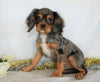 AKC Registered Cavalier King Charles Spaniel For Sale Wooster, OH Male- Shadow