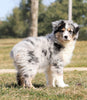 Mini Australian Shepherd For Sale Fredericksburg, OH Male- Shadow