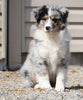 Mini Australian Shepherd For Sale Fredericksburg, OH Male- Shadow