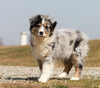 Mini Australian Shepherd For Sale Fredericksburg, OH Male- Shadow