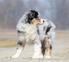 Mini Australian Shepherd For Sale Fredericksburg, OH Male- Shadow
