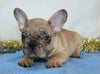 AKC Registered French Bulldog For Sale Wooster, OH Male- Shadow